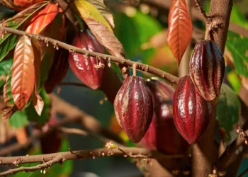 Why hand-pollination is Ghana’s cocoa future