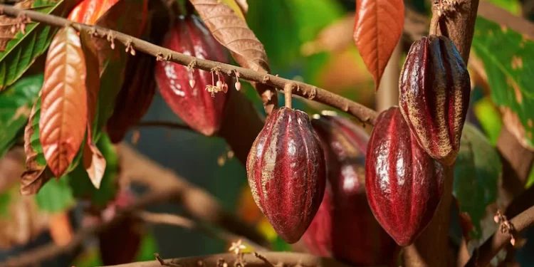 Why hand-pollination is Ghana’s cocoa future