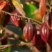 Why hand-pollination is Ghana’s cocoa future