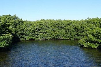 Mangroves Under Threat: Looming Ecological Disaster