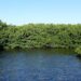 Mangroves Under Threat: Looming Ecological Disaster