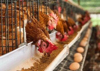 Ghana Poultry Farmers Anxious Over Stalled Government Project