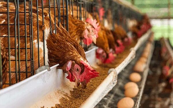 Ghana Poultry Farmers Anxious Over Stalled Government Project