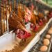 Ghana Poultry Farmers Anxious Over Stalled Government Project