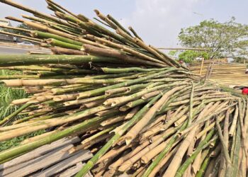 File Photo: harvested bamboo
