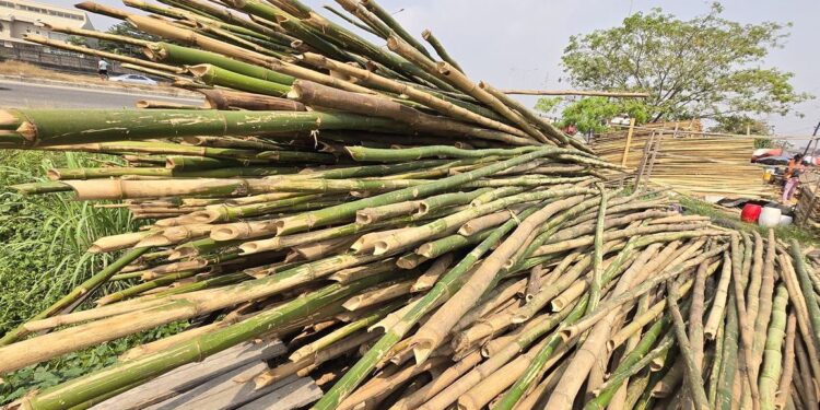 File Photo: harvested bamboo
