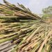 File Photo: harvested bamboo