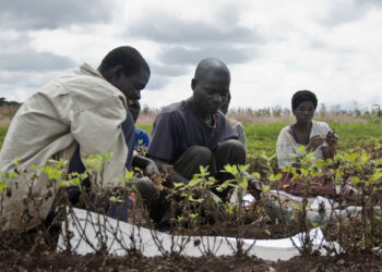 Some Malawi farmers examining new seedlings