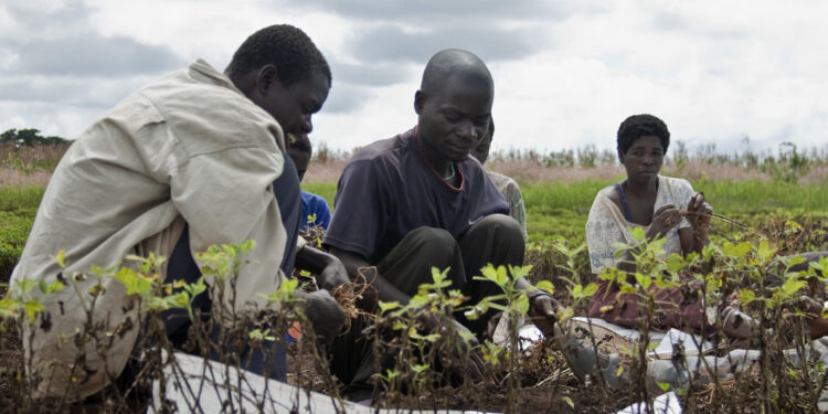 Some Malawi farmers examining new seedlings