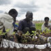 Some Malawi farmers examining new seedlings