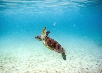 Coral reefs are under pressure from multiple presures including global warming, pollution and ocean acidification. © David Gray, AFP/File