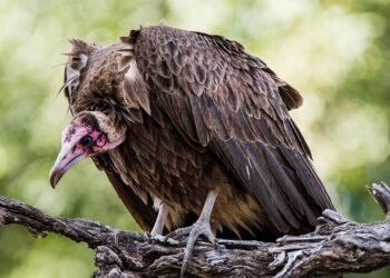 Ghana’s vanishing vultures: A silent crisis with deadly consequences
