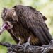 Ghana’s vanishing vultures: A silent crisis with deadly consequences
