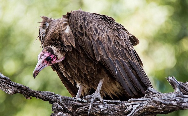 Ghana’s vanishing vultures: A silent crisis with deadly consequences