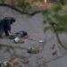 A bomb disposal technician collects evidence near the body of a man, believed to be the terrorist, at the scene of a deadly attack outside a synagogue, in north Manchester, Britain, October 2, 2025. (REUTERS/Hannah McKay)