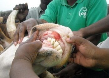 Outbreak of foot-and-mouth disease recorded in Moamba