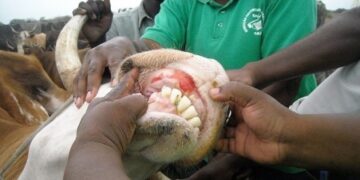Outbreak of foot-and-mouth disease recorded in Moamba