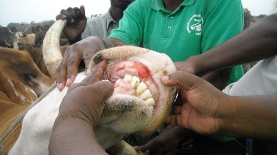 Outbreak of foot-and-mouth disease recorded in Moamba