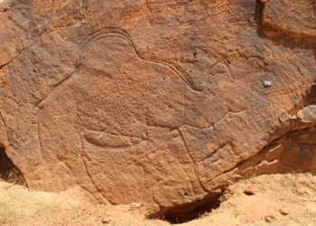 This image provided by Sahout Rock Art and Archaeology Project shows a life-size rock carving of a camel, in a desert in northern Saudi Arabia in 2023. (Maria Guagnin/Sahout Rock Art and Archaeology Project via AP)
