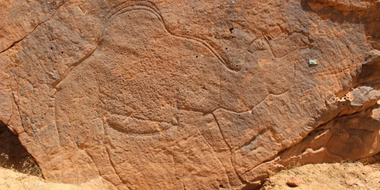 This image provided by Sahout Rock Art and Archaeology Project shows a life-size rock carving of a camel, in a desert in northern Saudi Arabia in 2023. (Maria Guagnin/Sahout Rock Art and Archaeology Project via AP)