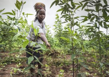 A farmer on her farm