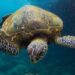 Sea turtle