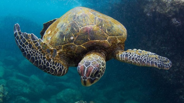 Sea turtle