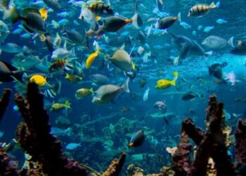 Togo begins ratification of UN High Seas Biodiversity Treaty