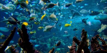 Togo begins ratification of UN High Seas Biodiversity Treaty