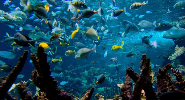 Togo begins ratification of UN High Seas Biodiversity Treaty