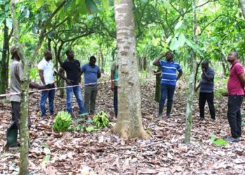 Restoring Ghana’s forests and livelihood