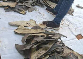 Some of the dried shark fins