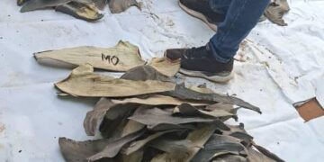 Some of the dried shark fins