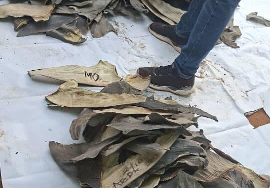 Some of the dried shark fins