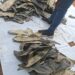 Some of the dried shark fins