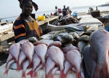 Fishermonger displaying her fishes at the landing beach in Ghana