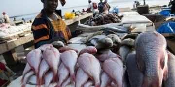 Fishermonger displaying her fishes at the landing beach in Ghana