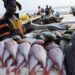 Fishermonger displaying her fishes at the landing beach in Ghana