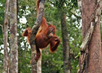 Rethinking how we talk about conservation