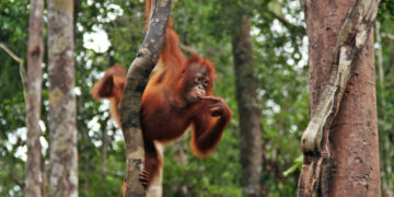 Rethinking how we talk about conservation