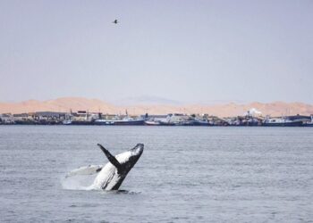 Return of the Giants: A coast healing through protection