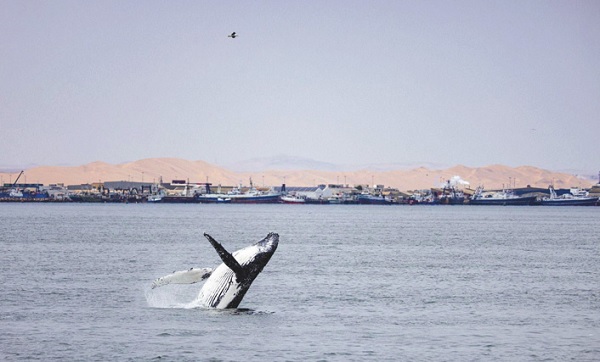 Return of the Giants: A coast healing through protection