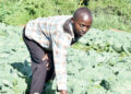 Tsoka in his cabbage garden. | Temwa Mhone