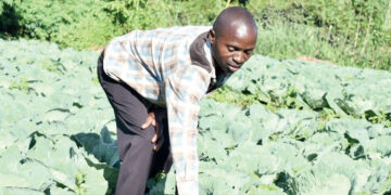 Tsoka in his cabbage garden. | Temwa Mhone