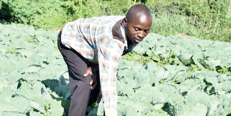Tsoka in his cabbage garden. | Temwa Mhone