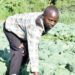 Tsoka in his cabbage garden. | Temwa Mhone