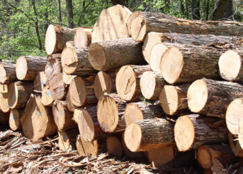 Ghana timber millers warn illegal logging threatens industry, jobs