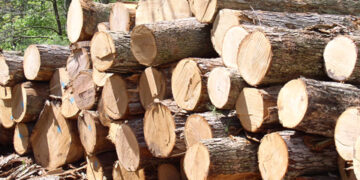 Ghana timber millers warn illegal logging threatens industry, jobs