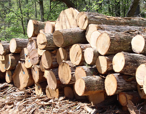 Ghana timber millers warn illegal logging threatens industry, jobs