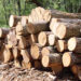 Ghana timber millers warn illegal logging threatens industry, jobs